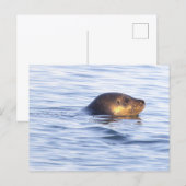 Carte postale photo de phoque en océan (Devant / Derrière)