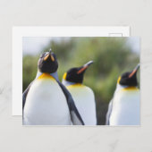 Carte Postale Photo de pingouins roi Fiers (Devant / Derrière)