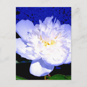 Carte Postale Photo de pivoine florale violette blanche