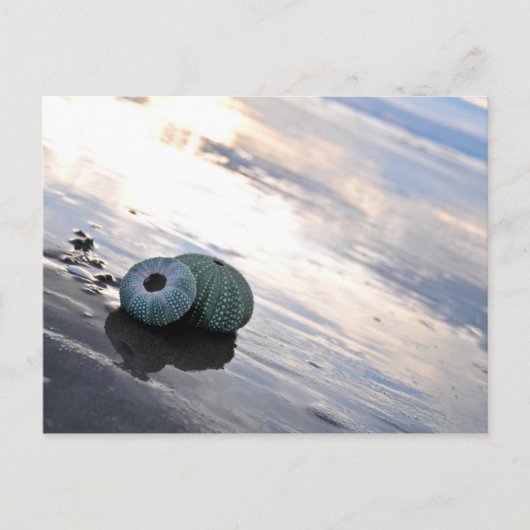 Carte Postale Photo de plage (Devant)
