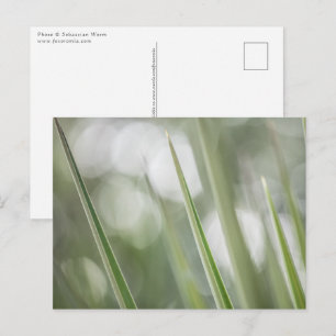 Carte Postale Photo de plante verte dans la nature