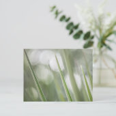 Carte Postale Photo de plante verte dans la nature (Debout devant)