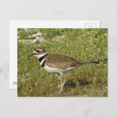 Carte Postale Photo de Pluvier kildir (Devant / Derrière)