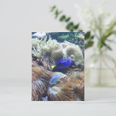 Carte Postale Photo de poissons d'aquarium (Debout devant)