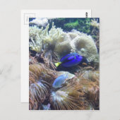 Carte Postale Photo de poissons d'aquarium (Devant / Derrière)