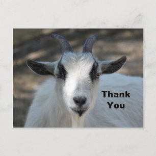 Carte Postale Photo de portrait de chèvre blanche mignonne Merci