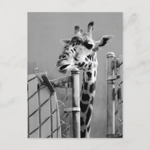 Carte Postale Photo de portrait de Giraffe