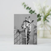 Carte Postale Photo de portrait de Giraffe (Debout devant)