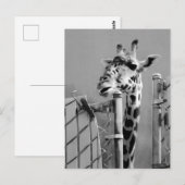 Carte Postale Photo de portrait de Giraffe (Devant / Derrière)