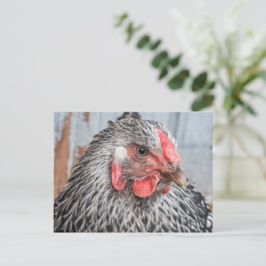 Carte Postale Photo de poulet mignonne Plumes noires et blanches (Debout devant)