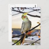 Carte Postale Photo de profil Cockatiel (Devant / Derrière)
