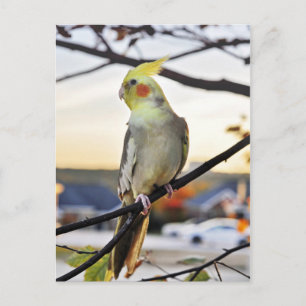 Carte Postale Photo de profil Cockatiel