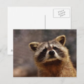 Carte Postale Photo de Raton Laveur Curieux (Devant / Derrière)