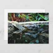 Carte Postale photo de réflexion de crocodile (Devant / Derrière)