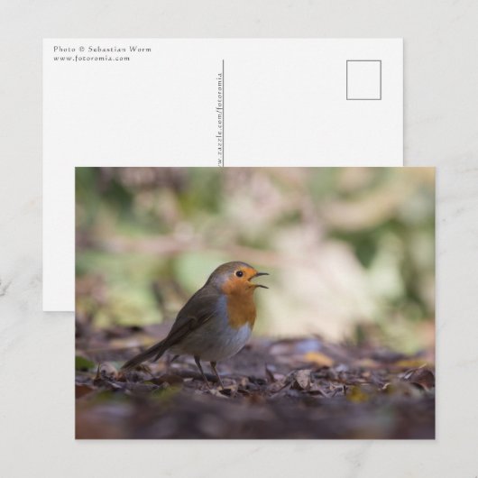 Carte Postale Photo de Robin dans la nature (Devant / Derrière)