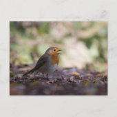 Carte Postale Photo de Robin dans la nature (Devant)
