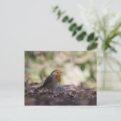 Carte Postale Photo de Robin dans la nature (Debout devant)