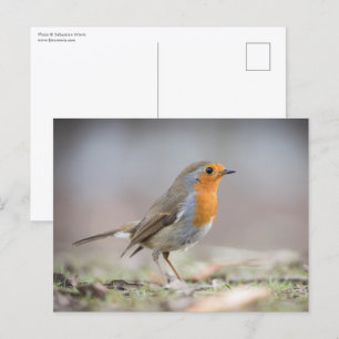 Carte Postale Photo de Robin dans la nature