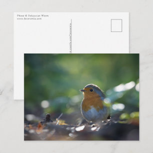 Carte Postale Photo de Robin dans la nature