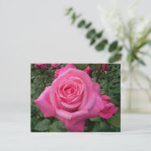 Carte Postale Photo de rose rose vif (Debout devant)