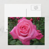 Carte Postale Photo de rose rose vif (Devant / Derrière)