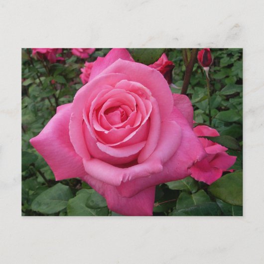 Carte Postale Photo de rose rose vif (Devant)
