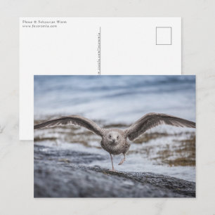 Carte Postale Photo de Seagull Nature