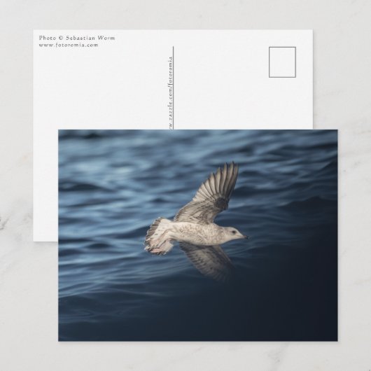 Carte Postale Photo de Seagull Nature (Devant / Derrière)