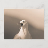Carte Postale Photo de Seagull Nature (Devant)