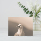 Carte Postale Photo de Seagull Nature (Debout devant)