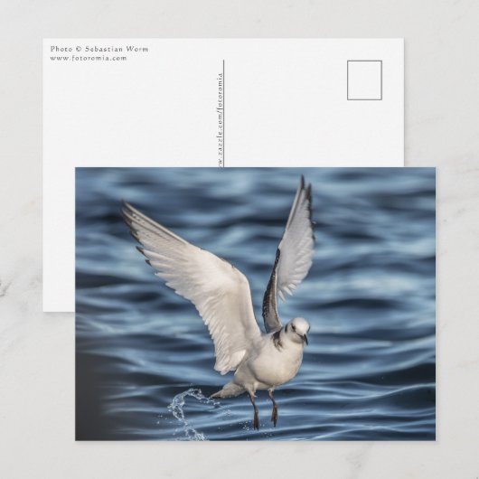 Carte Postale Photo de Seagull Nature (Devant / Derrière)