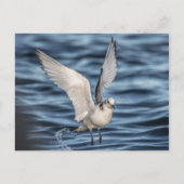 Carte Postale Photo de Seagull Nature (Devant)