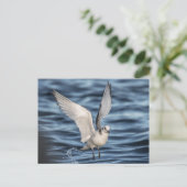 Carte Postale Photo de Seagull Nature (Debout devant)