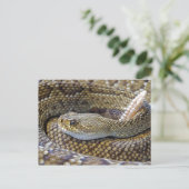 Carte Postale Photo de serpent à sonnette (Debout devant)