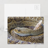 Carte Postale Photo de serpent à sonnette (Devant / Derrière)