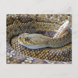 Carte Postale Photo de serpent à sonnette