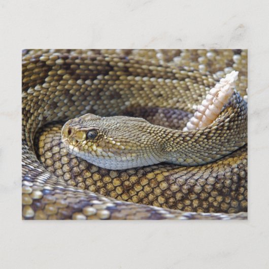 Carte Postale Photo de serpent à sonnette (Devant)