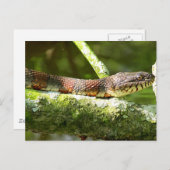 Carte Postale Photo de serpent d'eau du Nord (Devant / Derrière)