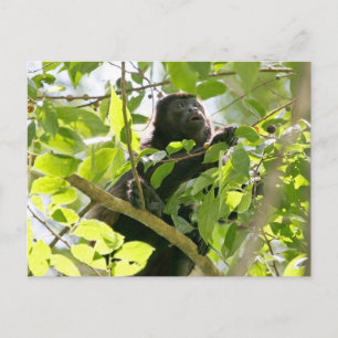 Carte Postale Photo de singe hurleur dans la jungle