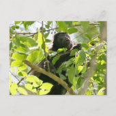 Carte Postale Photo de singe hurleur dans la jungle (Devant)
