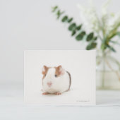 Carte Postale Photo de studio de Guinea Pig (Debout devant)