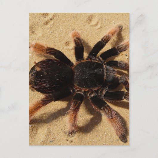 Carte Postale Photo de tarentule (Devant)