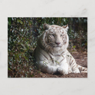 Carte postale photo de tigre blanc du Bengale