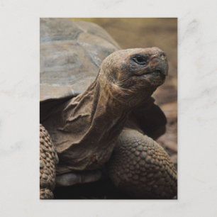 Carte Postale Photo de tortue