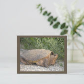 Carte postale photo de tortue (Debout devant)