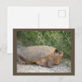 Carte postale photo de tortue (Devant / Derrière)