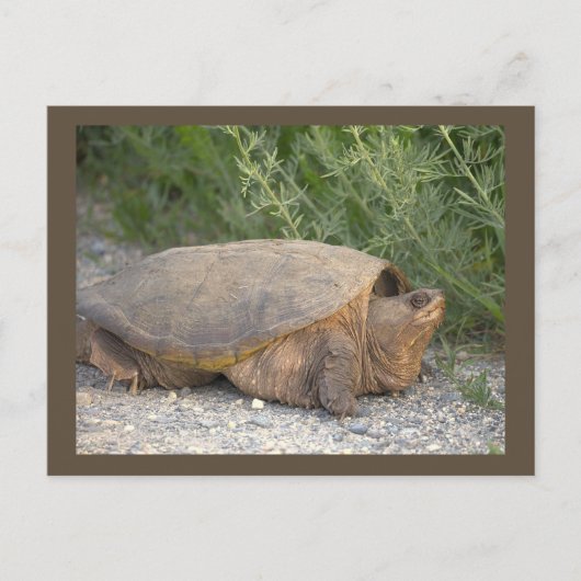 Carte postale photo de tortue (Devant)