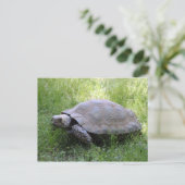 Carte Postale Photo de tortue Brown de la faune (Debout devant)