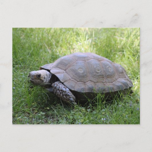 Carte Postale Photo de tortue Brown de la faune (Devant)