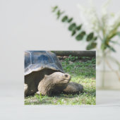 Carte Postale Photo de tortue de la faune (Debout devant)